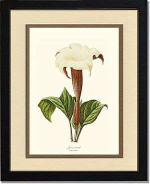 Jimsonweed | Flower/Floral Art Print