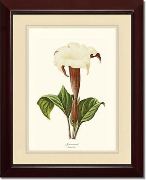 Jimsonweed | Flower/Floral Art Print