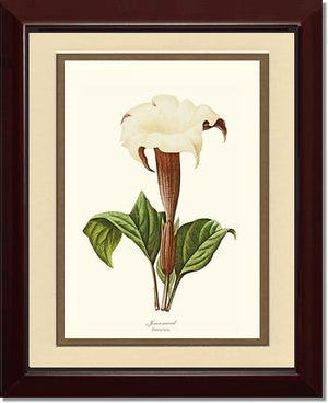 Jimsonweed | Flower/Floral Art Print