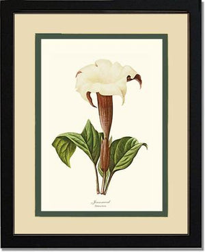 Jimsonweed | Flower/Floral Art Print