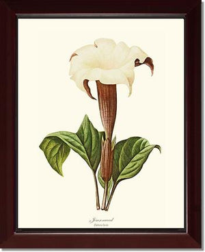 Jimsonweed | Flower/Floral Art Print