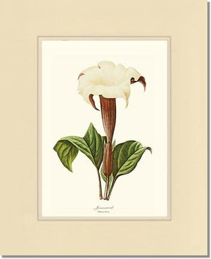 Jimsonweed | Flower/Floral Art Print