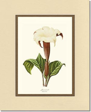 Jimsonweed | Flower/Floral Art Print