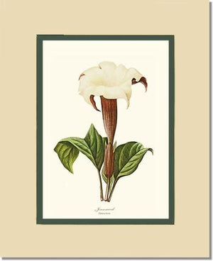 Jimsonweed | Flower/Floral Art Print