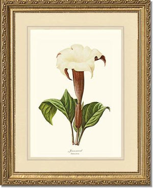 Jimsonweed | Flower/Floral Art Print