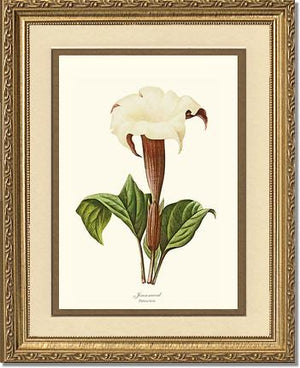 Jimsonweed | Flower/Floral Art Print