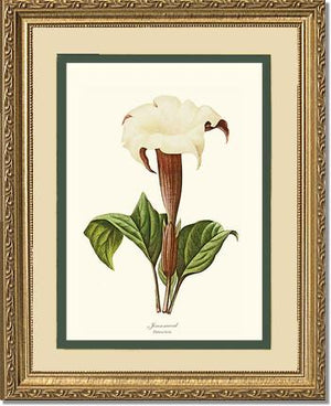 Jimsonweed | Flower/Floral Art Print