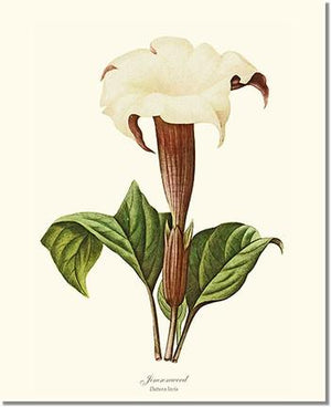 Jimsonweed | Flower/Floral Art Print