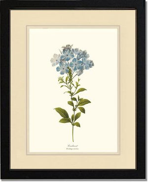 Leadwort | Flower/Floral Art Print