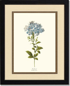 Leadwort | Flower/Floral Art Print