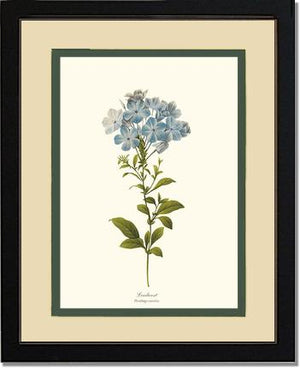 Leadwort | Flower/Floral Art Print