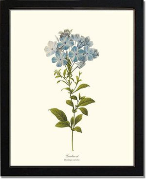 Leadwort | Flower/Floral Art Print