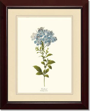 Leadwort | Flower/Floral Art Print
