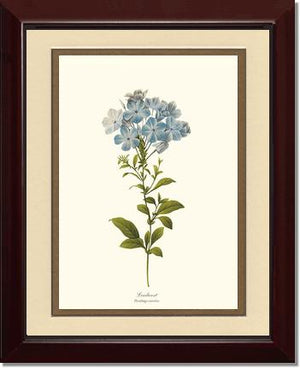 Leadwort | Flower/Floral Art Print
