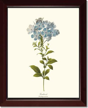 Leadwort | Flower/Floral Art Print