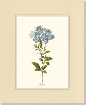 Leadwort | Flower/Floral Art Print