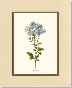 Leadwort | Flower/Floral Art Print