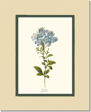Leadwort | Flower/Floral Art Print
