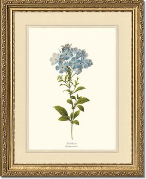 Leadwort | Flower/Floral Art Print