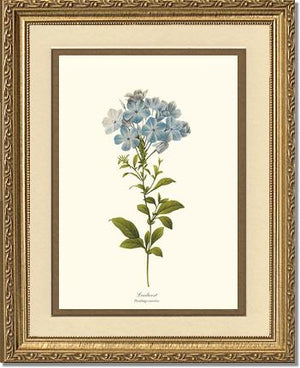 Leadwort | Flower/Floral Art Print