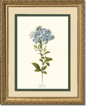 Leadwort | Flower/Floral Art Print