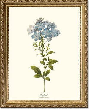 Leadwort | Flower/Floral Art Print