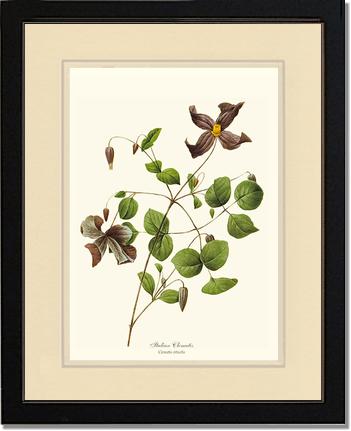 Clematis, Clematis | Flower/Floral Art Print
