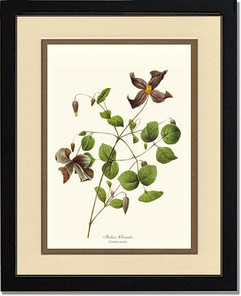 Clematis, Clematis | Flower/Floral Art Print