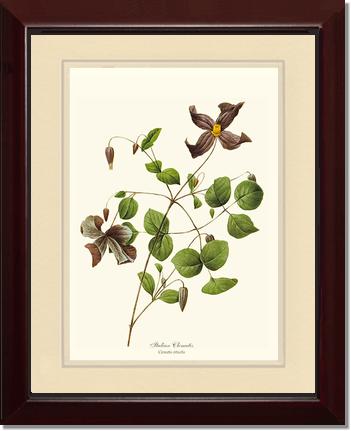 Clematis, Clematis | Flower/Floral Art Print