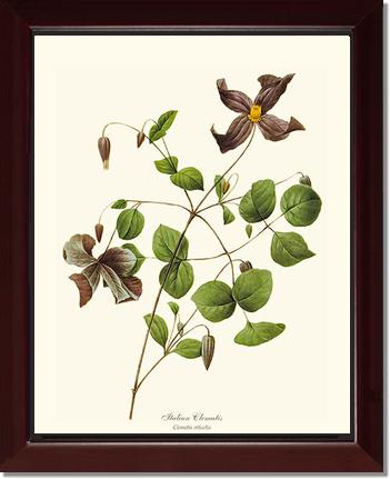 Clematis, Clematis | Flower/Floral Art Print