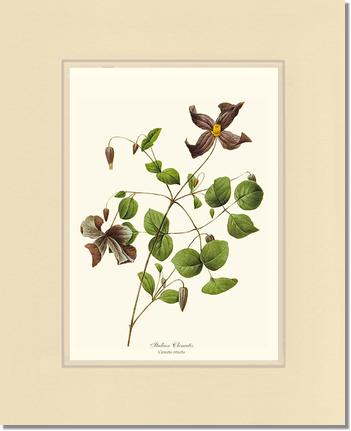 Clematis, Clematis | Flower/Floral Art Print
