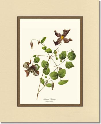 Clematis, Clematis | Flower/Floral Art Print