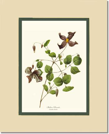 Clematis, Clematis | Flower/Floral Art Print