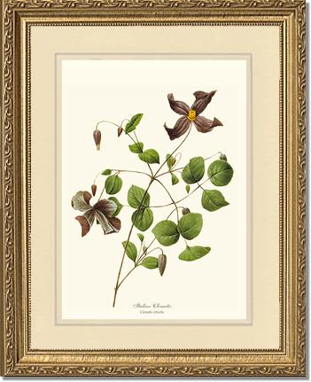 Clematis, Clematis | Flower/Floral Art Print