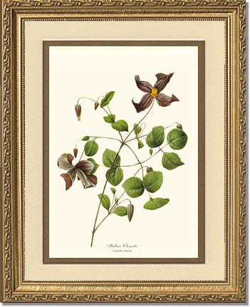 Clematis, Clematis | Flower/Floral Art Print