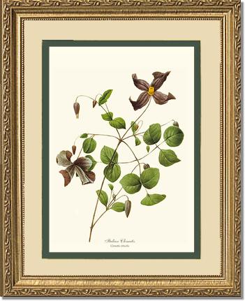 Clematis, Clematis | Flower/Floral Art Print