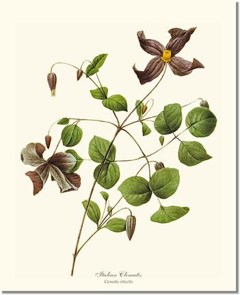 Flower Floral Print: Clematis, Italian