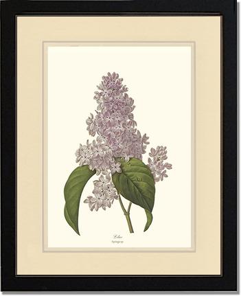 Lilac | Flower/Floral Art Print