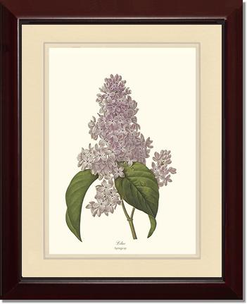 Lilac | Flower/Floral Art Print