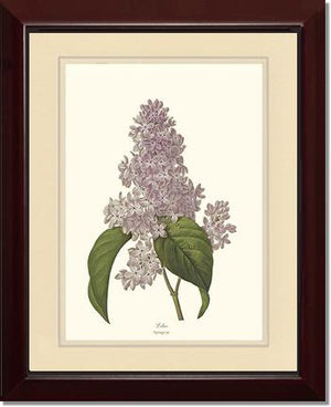 Lilac