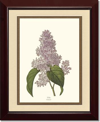 Lilac | Flower/Floral Art Print