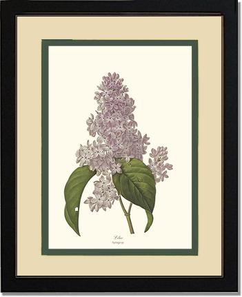 Lilac | Flower/Floral Art Print