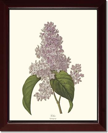 Lilac | Flower/Floral Art Print