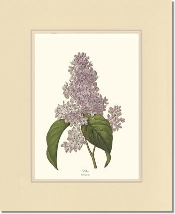 Lilac | Flower/Floral Art Print