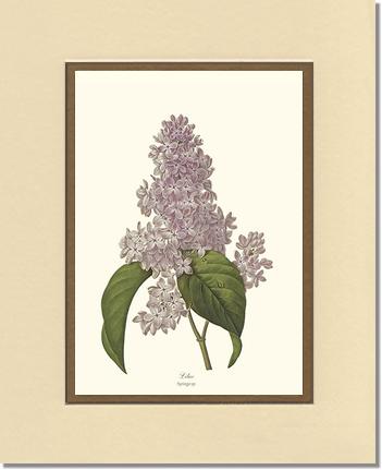 Lilac | Flower/Floral Art Print