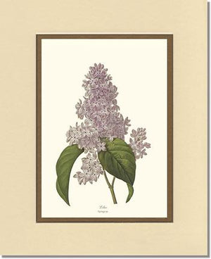 Lilac