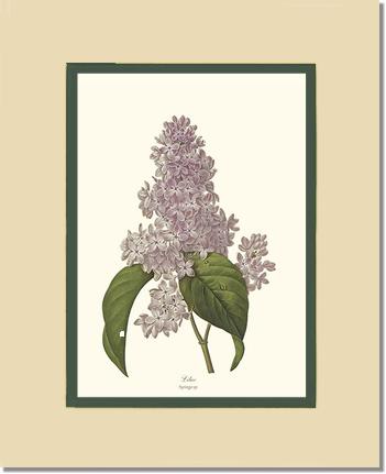 Lilac | Flower/Floral Art Print