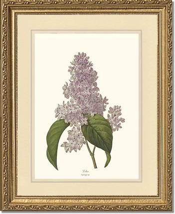 Lilac | Flower/Floral Art Print