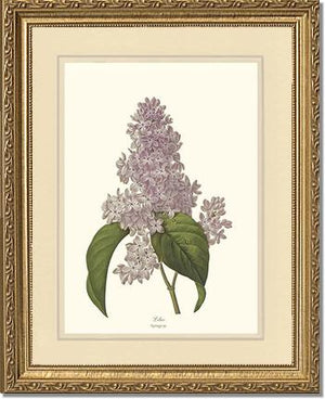Lilac