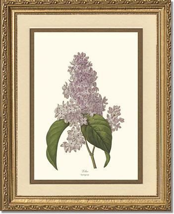 Lilac | Flower/Floral Art Print